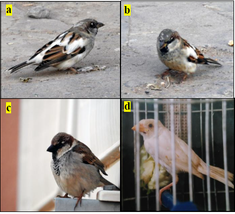 Fig. 1. Phenomenon of partial and total albinism in the Hybrid Sparrows Passer domesticus X Passer hispaniolensis. 1a et 1b. Cases of partial albinism in the Hybrid Sparrows Passer domesticus x Passer hispaniolensis (Ghardaïa region, 2018). 1c. Hybrid Sparrows (P. domesticus x P. hispaniolensis) (Ghardaïa region, 2018). 1d. Cases of total albinism in the Hybrid Sparrows Passer domesticus x Passer hispaniolensis (Bir Khadem region, 2007).