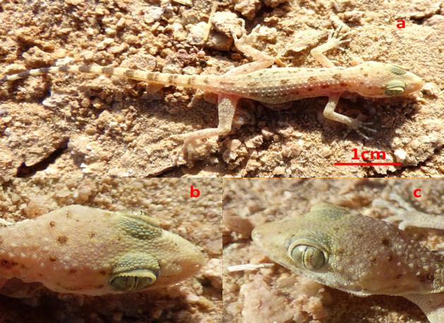 Cyrtopodion scabrum in natural habitat. a: General view; b: dorsal view of the head; c: lateral view of the head