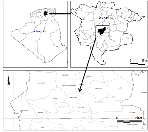 Figure 01: Geographical location of the study area Bousaada (M’sila, Algeria).
