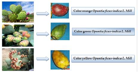 Colored ecotypes of prickly pears (Opuntia ficus-indica) (garden variety, Experimental Station of Sidi-Fredj (Souk Ahras, North-East of Algeria).